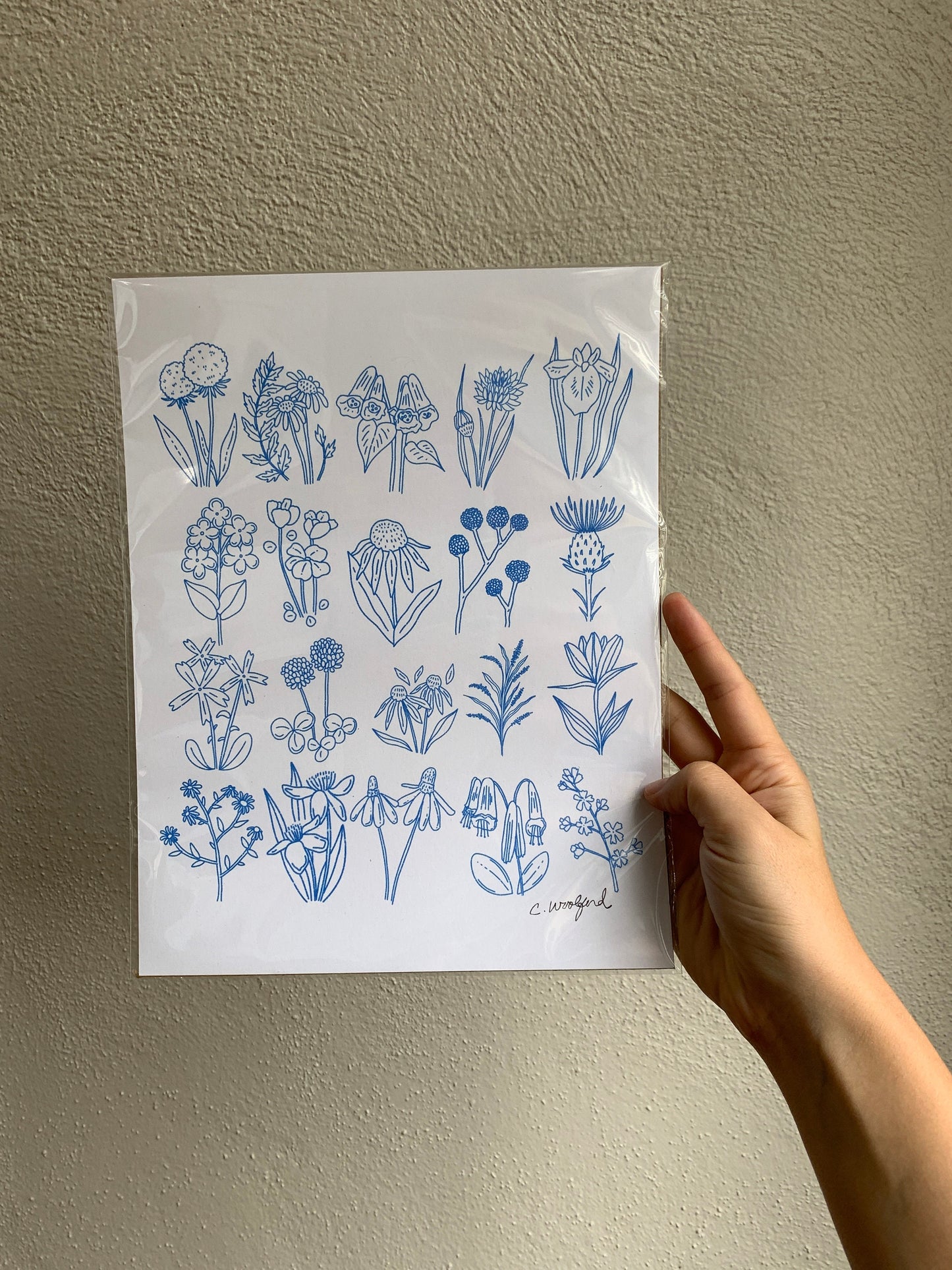 Missouri Native Flowers