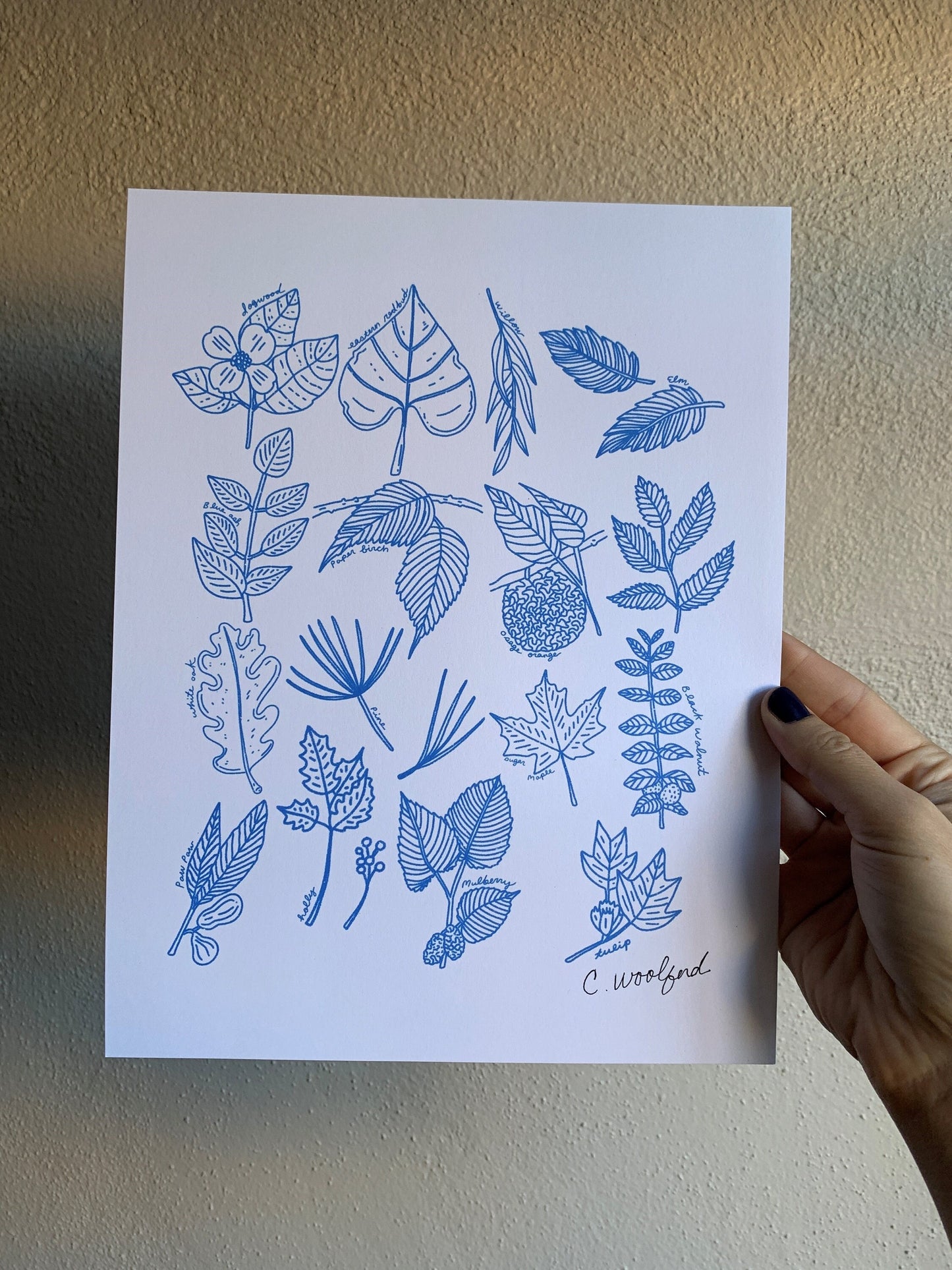 Missouri Native Trees